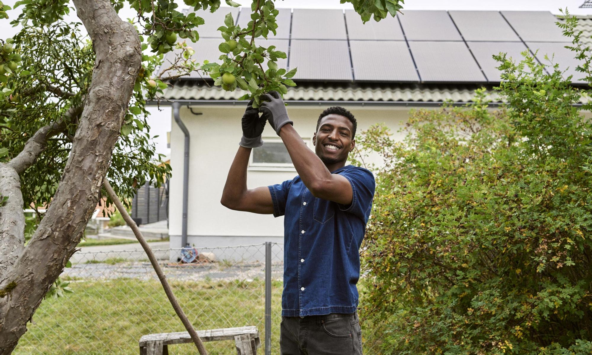 Man picking apples. Solar panels in the background