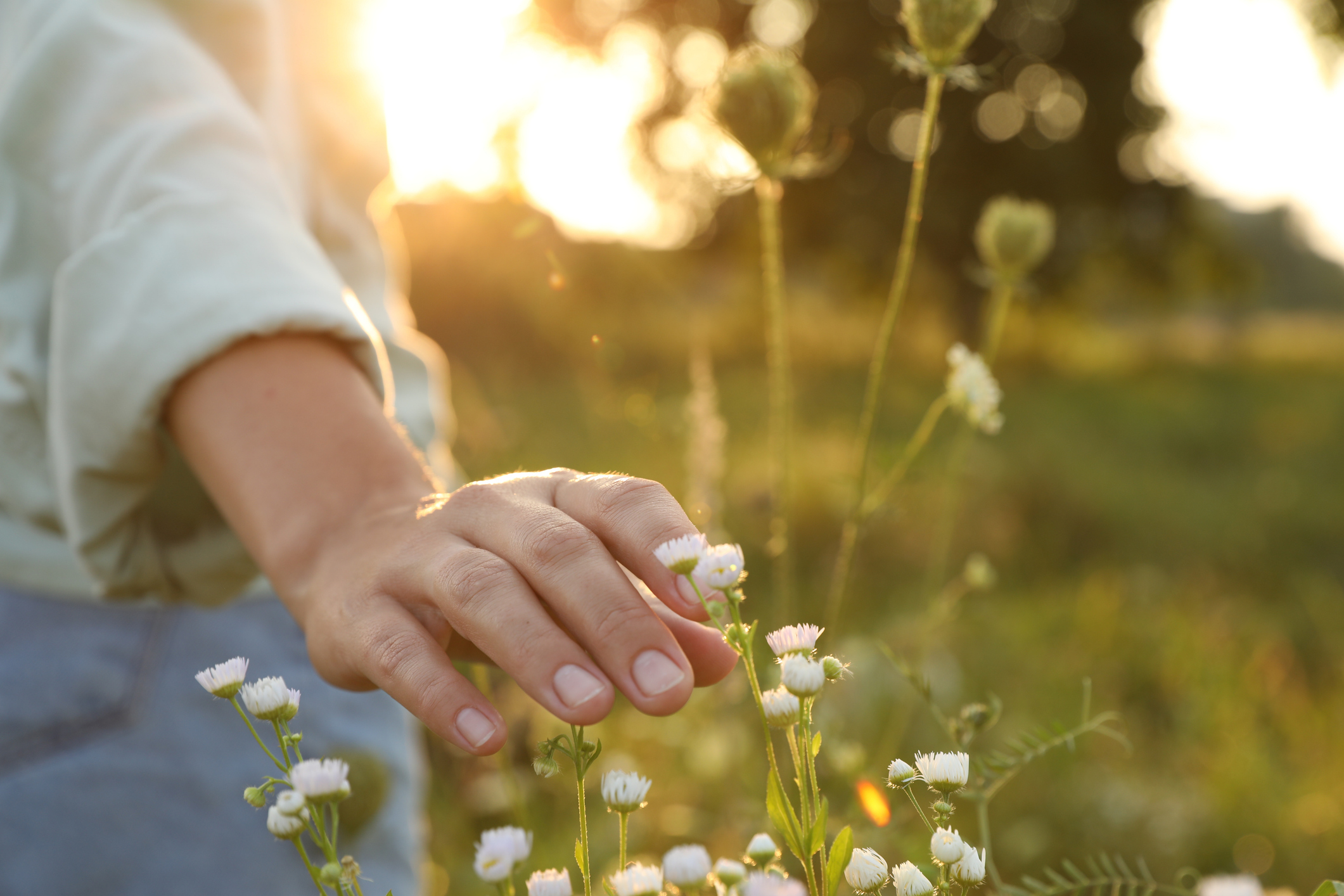 Kvinna går genom fält i solnedgång och strycker sin hand över blommor